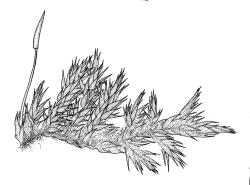 Sematophyllum subhumile var. contiguum, habit. Drawn from J.E. Beever 21-76, CHR 104573.
 Image: R.C. Wagstaff © Landcare Research 2016 